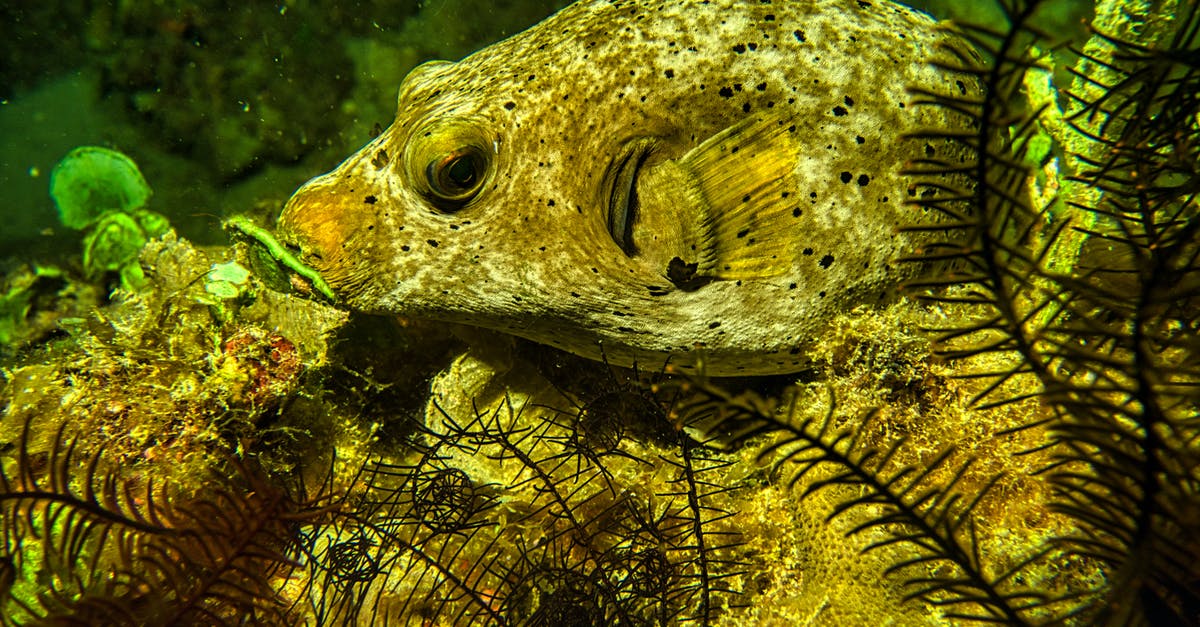 How does one know if one can eat raw saltwater fish? - Green and Black Fish in Water How does one know if one can eat raw saltwater fish? - Green and Black Fish in Water