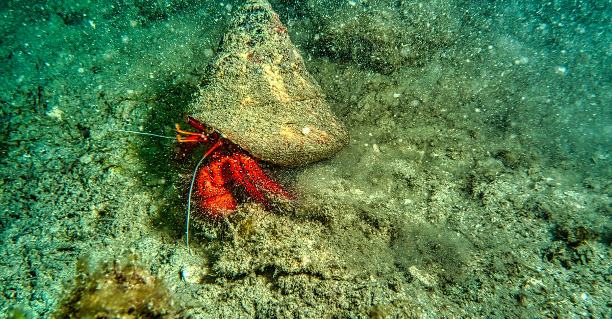 How does one know if one can eat raw saltwater fish? - Brown and White Sea Creature on the Body of Water How does one know if one can eat raw saltwater fish? - Brown and White Sea Creature on the Body of Water