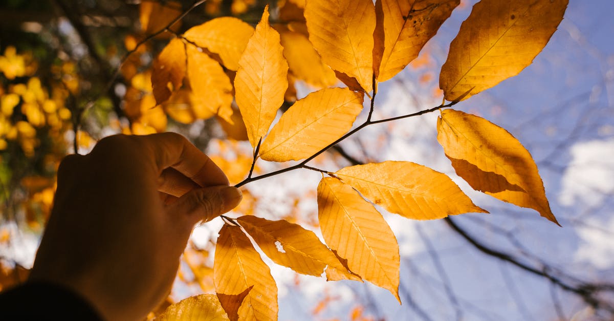 How does one soften sun dried tomatoes? - From below of crop anonymous person demonstrating thin twig with dry leaves in autumn day How does one soften sun dried tomatoes? - From below of crop anonymous person demonstrating thin twig with dry leaves in autumn day