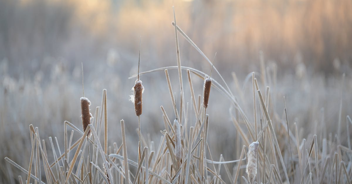 How does one soften sun dried tomatoes? - Picturesque scenery of reeds growing among dry grass in nature against blurred background in daytime How does one soften sun dried tomatoes? - Picturesque scenery of reeds growing among dry grass in nature against blurred background in daytime