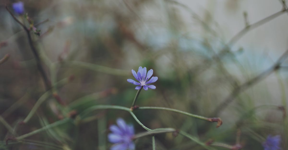 How does the addition of Chicory affect coffee? - Purple Flower in Tilt Shift Lens How does the addition of Chicory affect coffee? - Purple Flower in Tilt Shift Lens