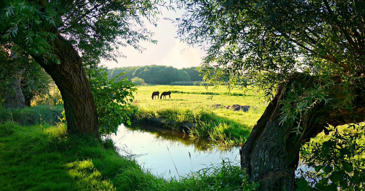 How does water behave in Dutch oven baking? - Grazing Animals Near Creek and Trees How does water behave in Dutch oven baking? - Grazing Animals Near Creek and Trees