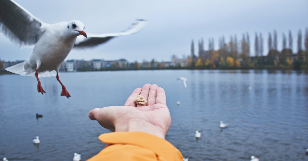 How does yeast feed on the water - Close-up of Seagull How does yeast feed on the water - Close-up of Seagull