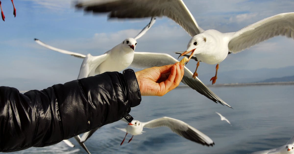 How does yeast feed on the water - Unrecognizable man feeding seagulls near ocean under sky How does yeast feed on the water - Unrecognizable man feeding seagulls near ocean under sky