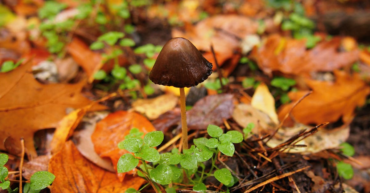 How edible/palatable are crabapples? - Brown Mushroom on Green Grass How edible/palatable are crabapples? - Brown Mushroom on Green Grass