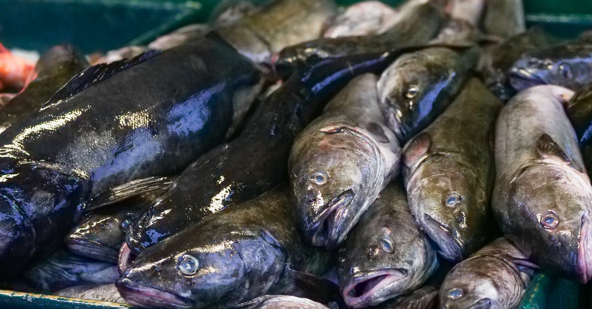 How efficient is stock for protein extraction? - Gray Fish on Black Plastic Container How efficient is stock for protein extraction? - Gray Fish on Black Plastic Container