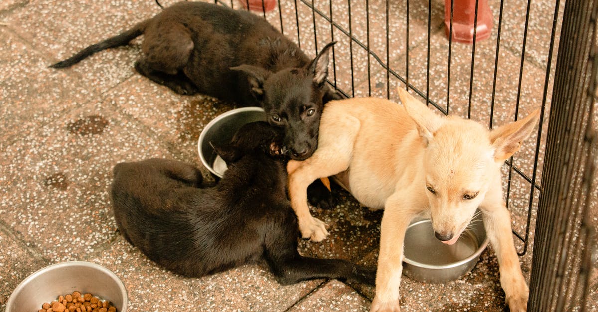How firm a bite should Ptitim (pearl couscous) have? - Adorable puppies playing on tile pavement near fence How firm a bite should Ptitim (pearl couscous) have? - Adorable puppies playing on tile pavement near fence