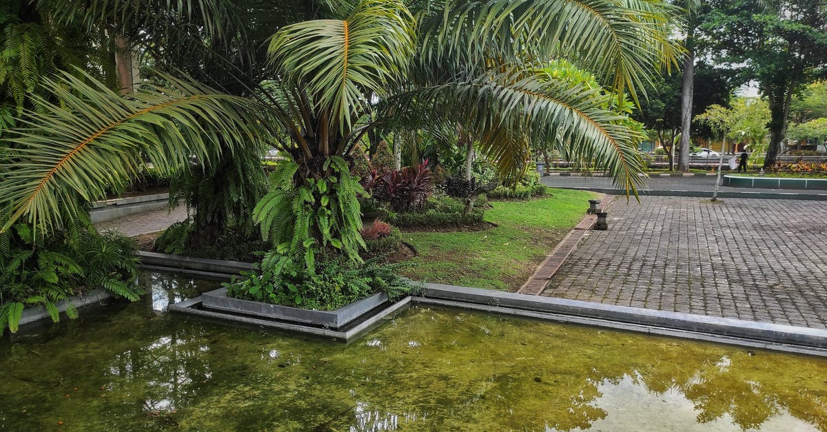 How is congee made? - Green Palm Tree Near Body of Water
