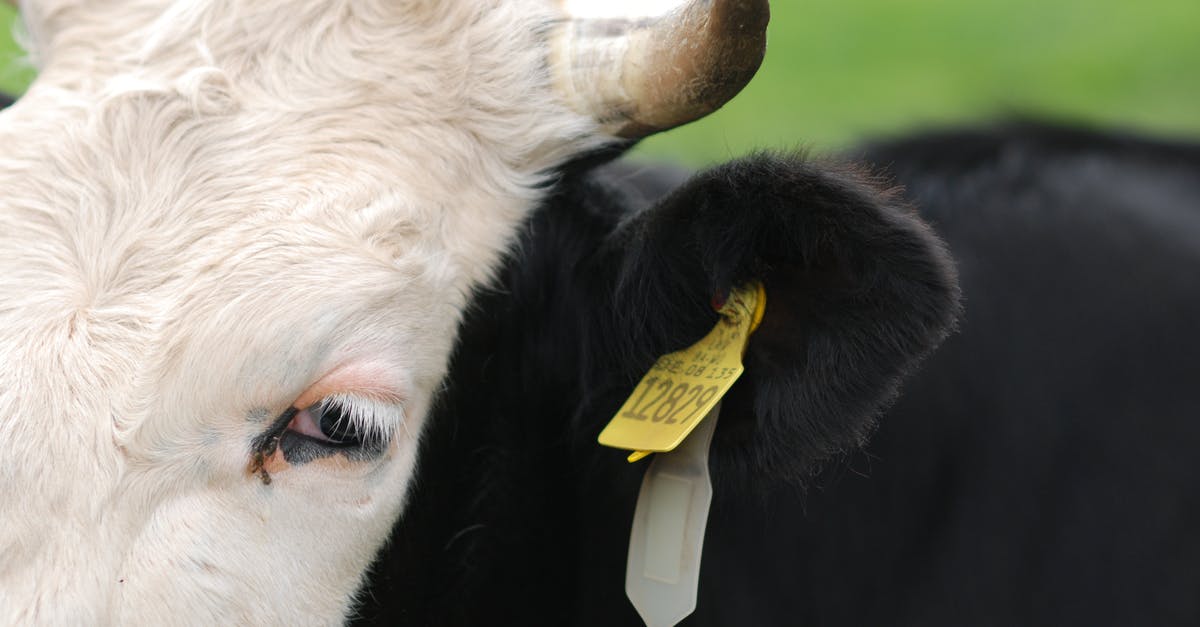 How is this kind of cattle called? - Kuh schwarz weiss How is this kind of cattle called? - Kuh schwarz weiss