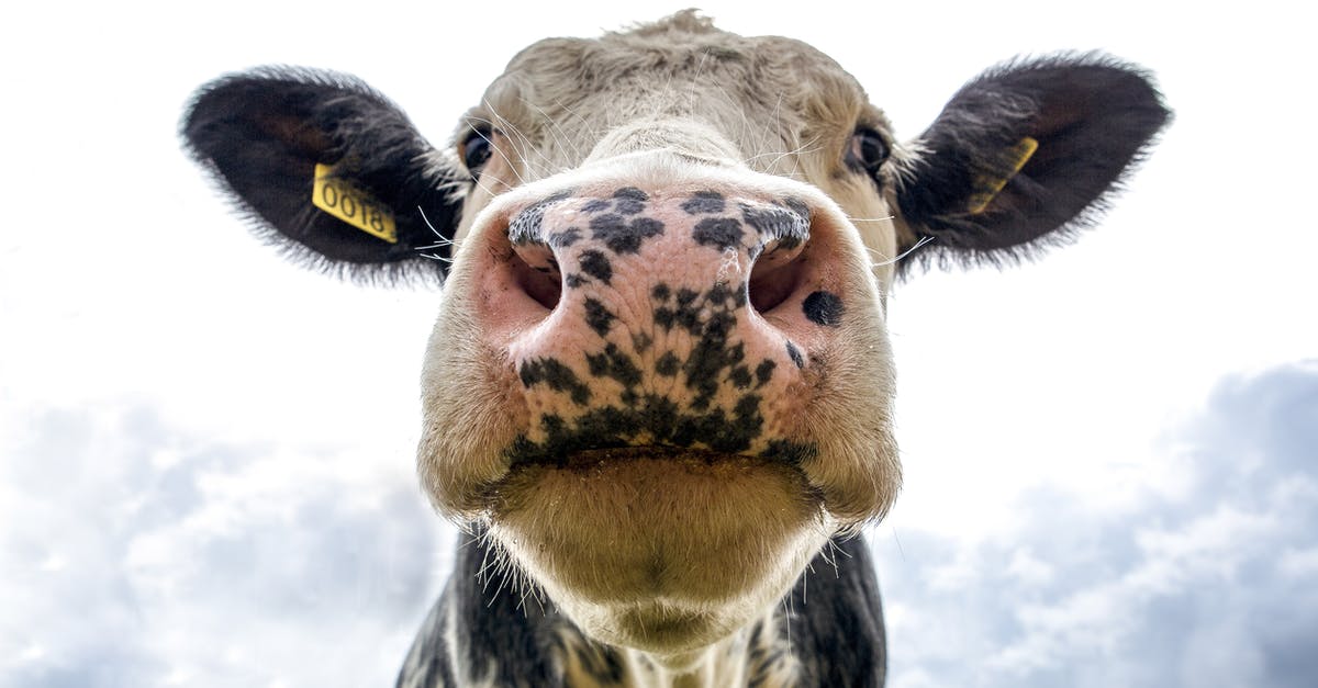 How is this kind of cattle called? - Black and White Dairy Cow's Head How is this kind of cattle called? - Black and White Dairy Cow's Head