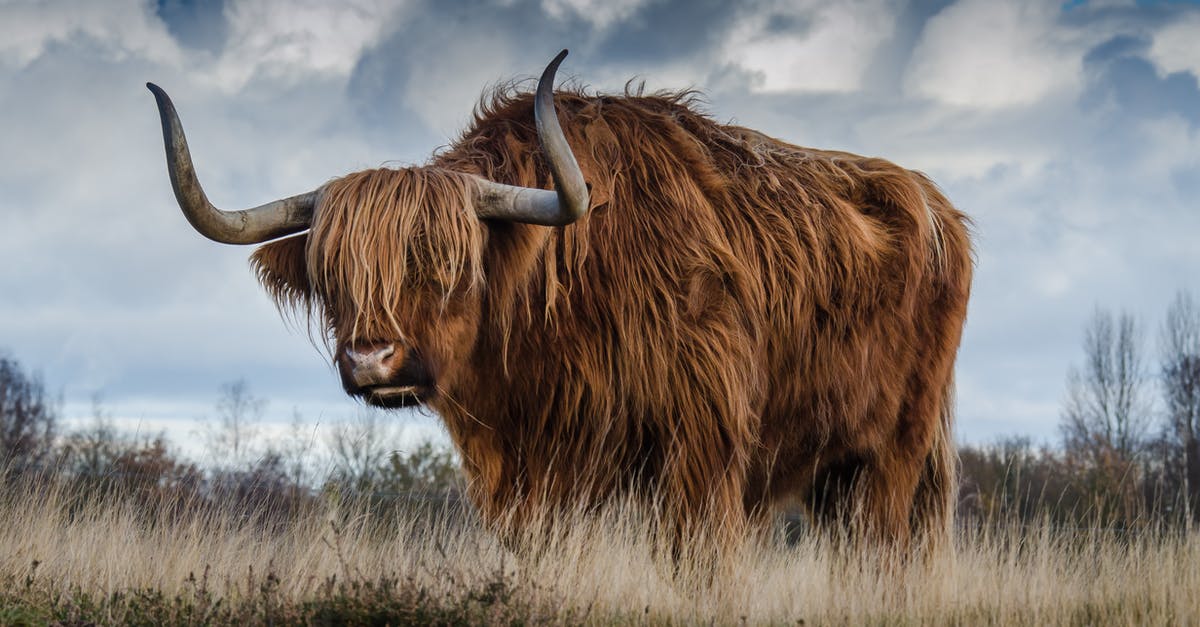 How is this kind of cattle called? - Brown Yak on Green and Brown Grass Field How is this kind of cattle called? - Brown Yak on Green and Brown Grass Field