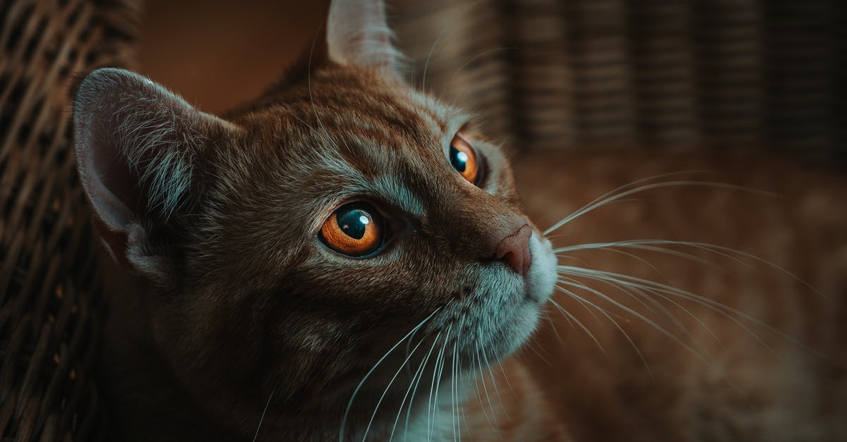 How long can I keep pureed root ginger - Ginger cat with white stripes and golden eyes with long whiskers lying in wicker basket in light room