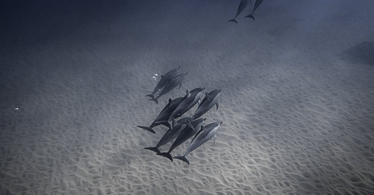 How long can I keep thawed vacuum-packed fish in the fridge? - Dolphins diving through sea in depth How long can I keep thawed vacuum-packed fish in the fridge? - Dolphins diving through sea in depth