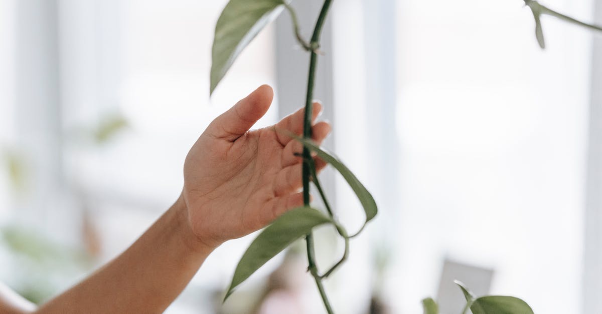 How long can vegetable-based foods be stored at room temperature? - Crop unrecognizable person touching long thin twig with green leaves while standing in light room on blurred background How long can vegetable-based foods be stored at room temperature? - Crop unrecognizable person touching long thin twig with green leaves while standing in light room on blurred background