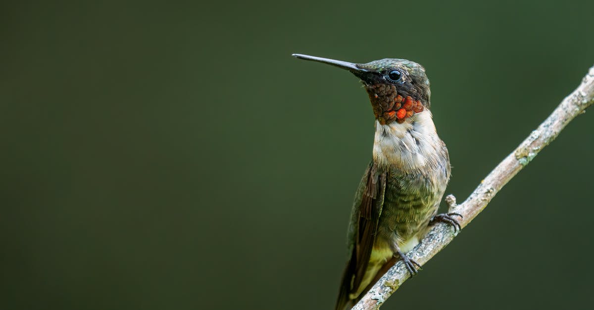 how long can you keep uncooked lentils - red and brown - Small ruby throated hummingbird with long beak and white feathers with red and brown spots sitting on thick leafless sprig in nature in daylight how long can you keep uncooked lentils - red and brown - Small ruby throated hummingbird with long beak and white feathers with red and brown spots sitting on thick leafless sprig in nature in daylight