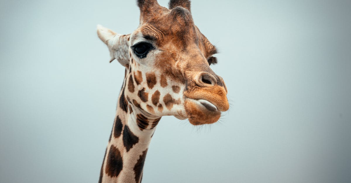 How long do eggs last outside the refrigerator and out of the shell? - Giraffe against cloudless sky in nature How long do eggs last outside the refrigerator and out of the shell? - Giraffe against cloudless sky in nature