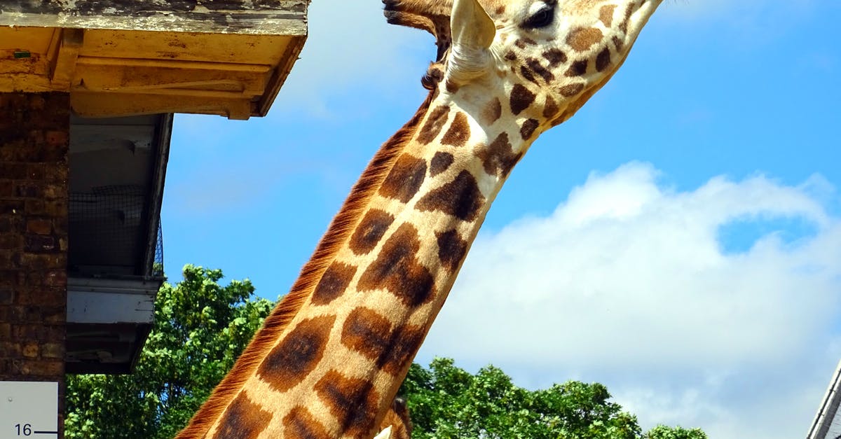 How long do oven elements last under high usage? - Giraffe Under Sunny Sky How long do oven elements last under high usage? - Giraffe Under Sunny Sky