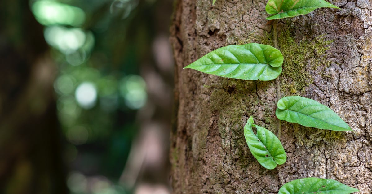 How long do vine leaves need to be cooked for? - A Vine on a Tree Trunk How long do vine leaves need to be cooked for? - A Vine on a Tree Trunk