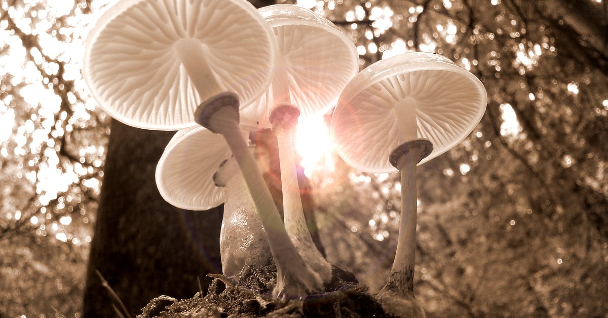 How long do you have to cook wild morel mushrooms for them to be safe? - Closeup of Four White Mushrooms How long do you have to cook wild morel mushrooms for them to be safe? - Closeup of Four White Mushrooms