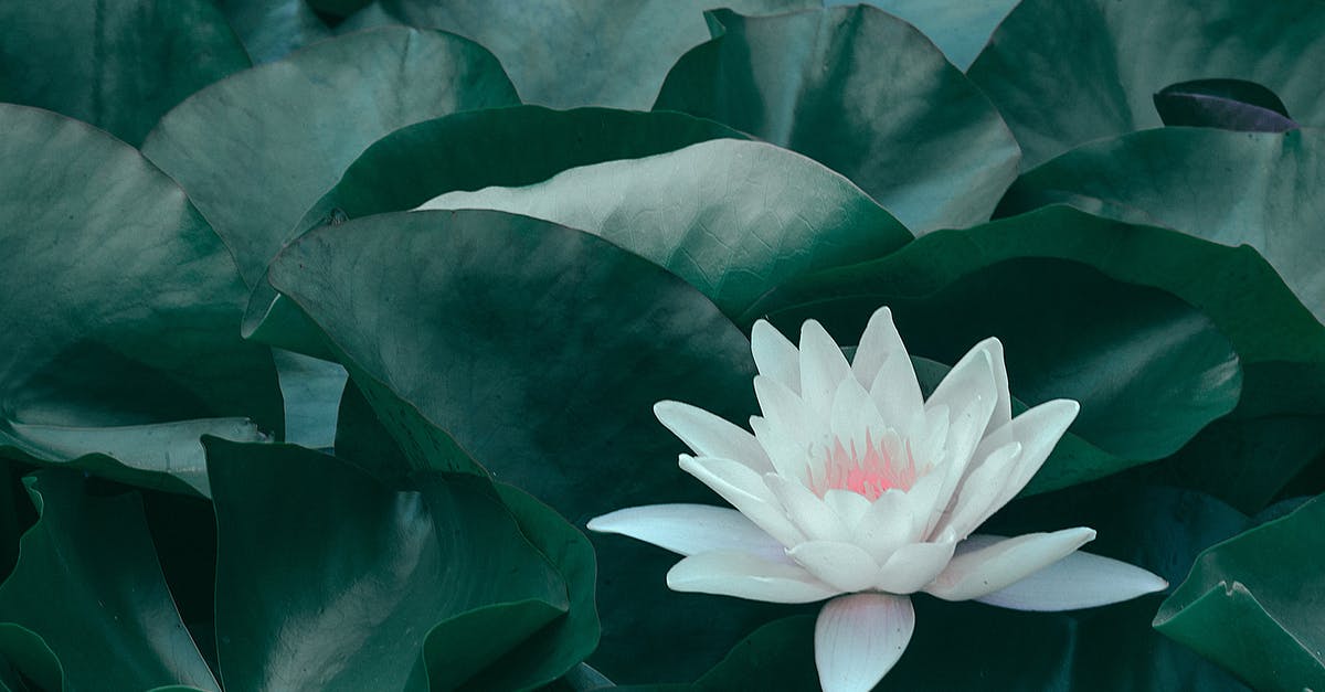 How long does lotus root stay fresh? - Blooming lotus flower with green leaves How long does lotus root stay fresh? - Blooming lotus flower with green leaves