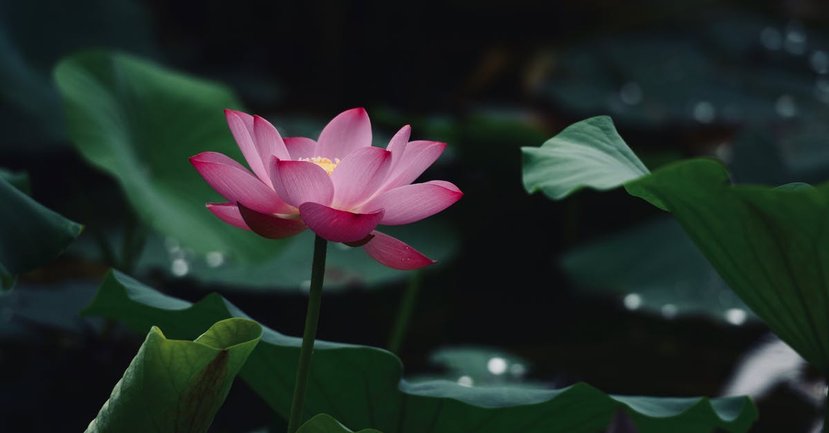 How long does lotus root stay fresh? - Close-Up Photo of Lotus Flower How long does lotus root stay fresh? - Close-Up Photo of Lotus Flower