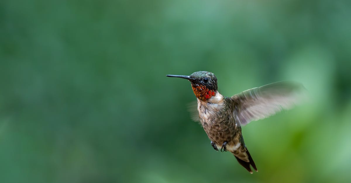 How long is the life of a shot of espresso? - Small ruby throated hummingbird with long beak and dark feathers flying in green nature How long is the life of a shot of espresso? - Small ruby throated hummingbird with long beak and dark feathers flying in green nature