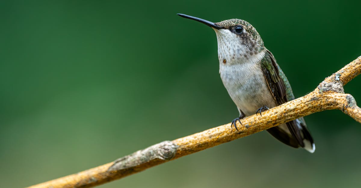 How long is the life of a shot of espresso? - Hummingbird sitting on tree twig in nature How long is the life of a shot of espresso? - Hummingbird sitting on tree twig in nature