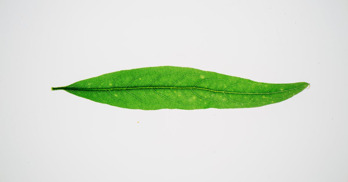 How long is the life of a shot of espresso? - Long green leaf on white background How long is the life of a shot of espresso? - Long green leaf on white background