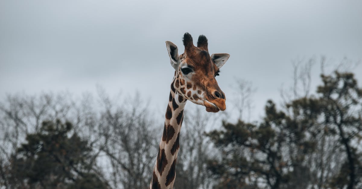 How long may I preserve a caramel sauce? - Spotted orange giraffe with long neck standing against tall green trees and cloudless sky in zoological park in nature on blurred background How long may I preserve a caramel sauce? - Spotted orange giraffe with long neck standing against tall green trees and cloudless sky in zoological park in nature on blurred background