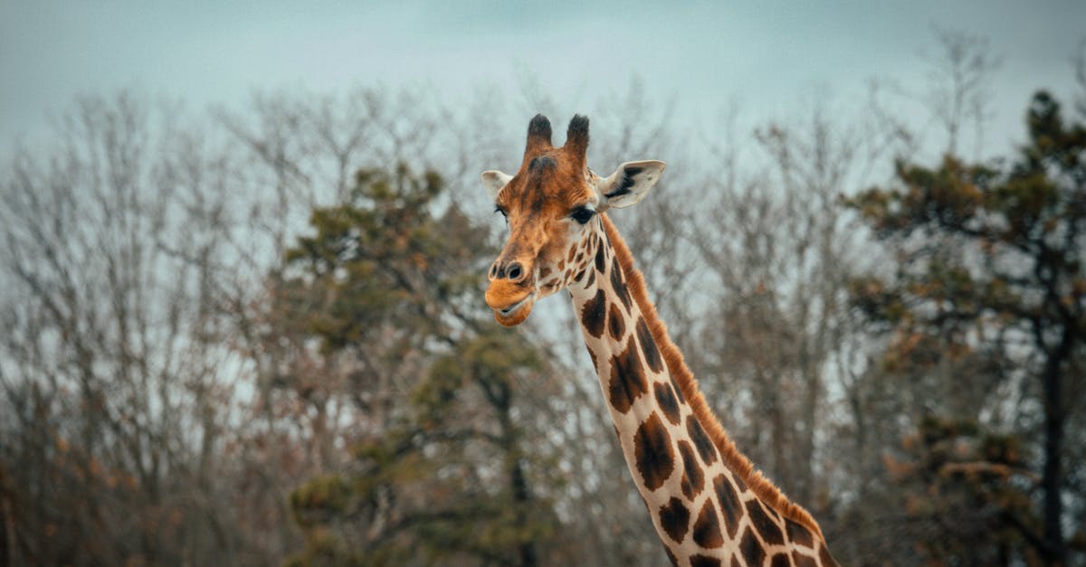 How long may I preserve a caramel sauce? - Tall giraffe with long spotted neck standing against leafless trees with coniferous plants and cloudless sky in national park on blurred background How long may I preserve a caramel sauce? - Tall giraffe with long spotted neck standing against leafless trees with coniferous plants and cloudless sky in national park on blurred background