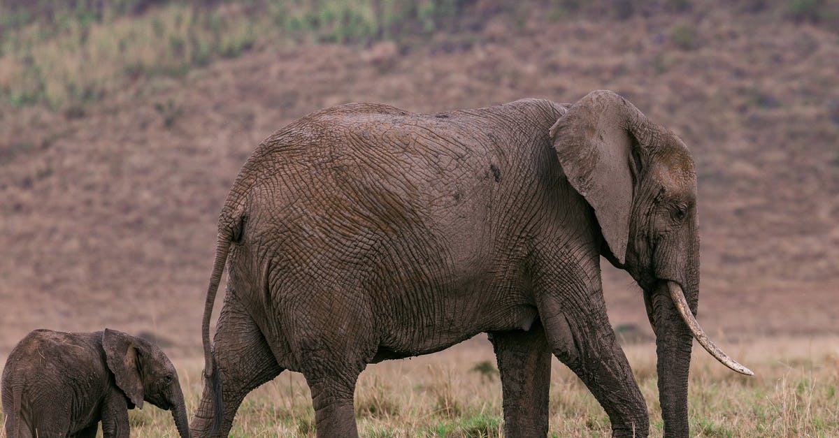 How long should I blanch baby peas? - Side view of mother elephant with baby walking through dry grass in savanna How long should I blanch baby peas? - Side view of mother elephant with baby walking through dry grass in savanna