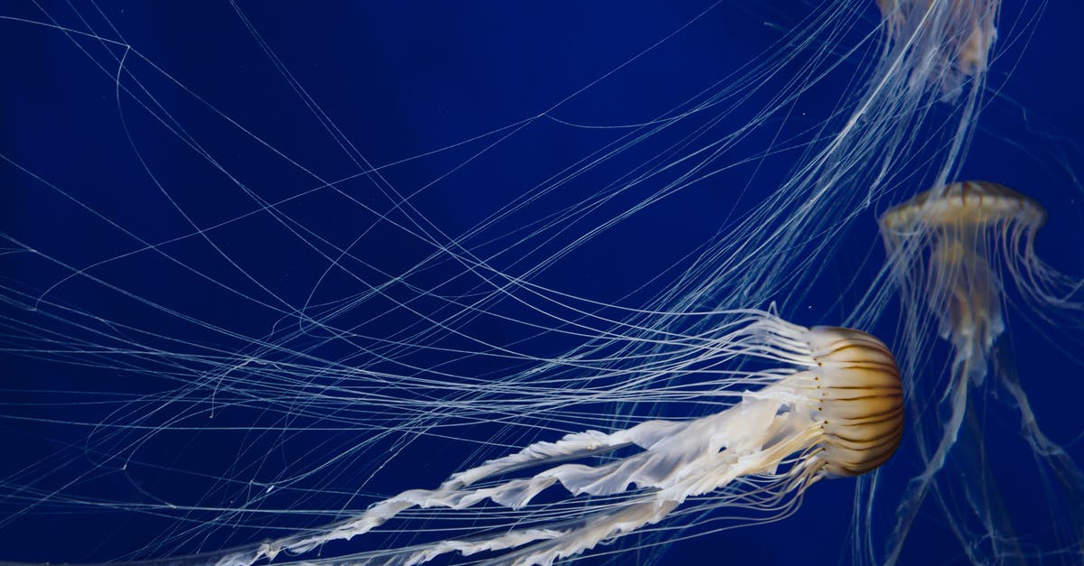 How long should I marinate Chicken? - Jellyfish with Long Tentacles How long should I marinate Chicken? - Jellyfish with Long Tentacles