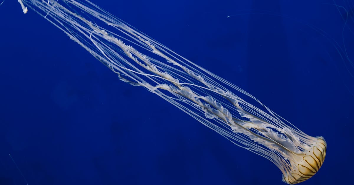 How long should I marinate Chicken? - A Jellyfish with Long Tentacles How long should I marinate Chicken? - A Jellyfish with Long Tentacles