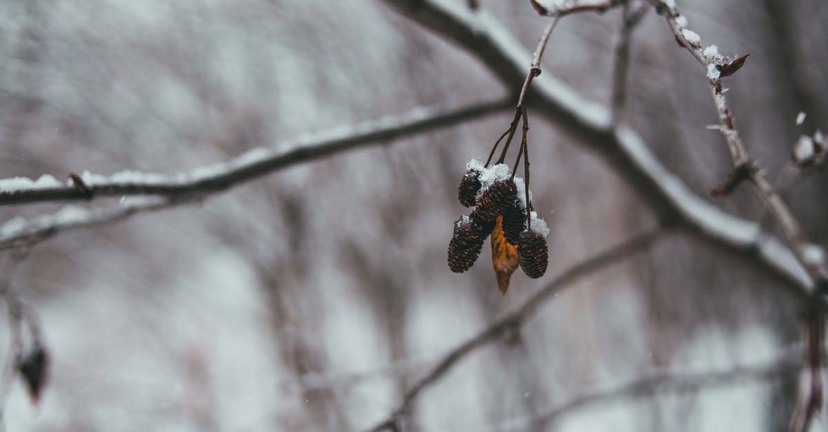 how long should I reheat frozen lasagna? - Leafless tree branches with brown cones covered with white snow in winter forest in daytime
