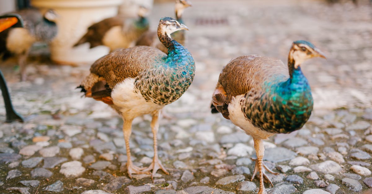 How long should Lamb leg steaks be cooked for? - Peafowls with bright ornamental plumage and pointed beaks strolling on rough pathway in summer How long should Lamb leg steaks be cooked for? - Peafowls with bright ornamental plumage and pointed beaks strolling on rough pathway in summer
