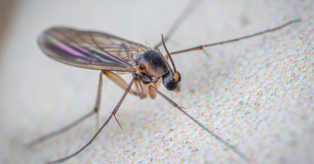 How long should Lamb leg steaks be cooked for? - Wild gall midge fly with long legs and translucent wings with black head crawling on flat white surface of aquarium How long should Lamb leg steaks be cooked for? - Wild gall midge fly with long legs and translucent wings with black head crawling on flat white surface of aquarium