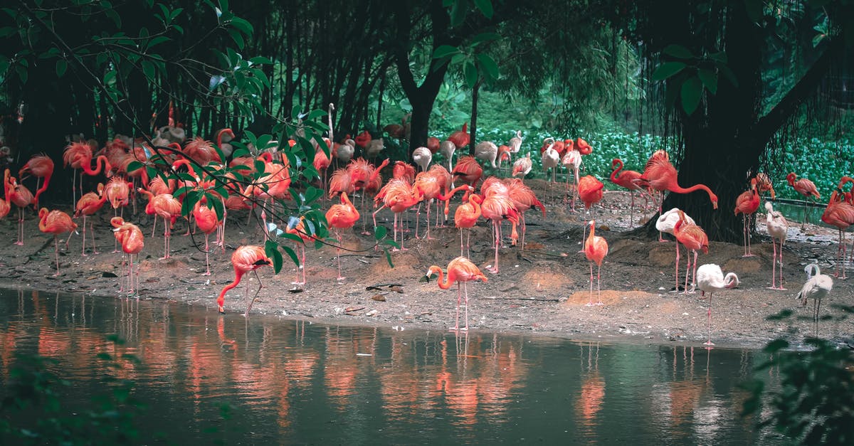 How long should Lamb leg steaks be cooked for? - Caribbean flamingos with bright plumage reflecting in rippled pond while standing on terrain against trees in daylight How long should Lamb leg steaks be cooked for? - Caribbean flamingos with bright plumage reflecting in rippled pond while standing on terrain against trees in daylight