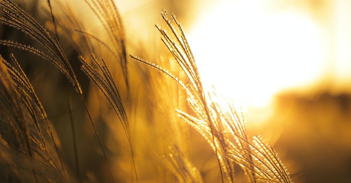 How long should pearl barley be boiled for? - Brown Wheat Field during Sunset