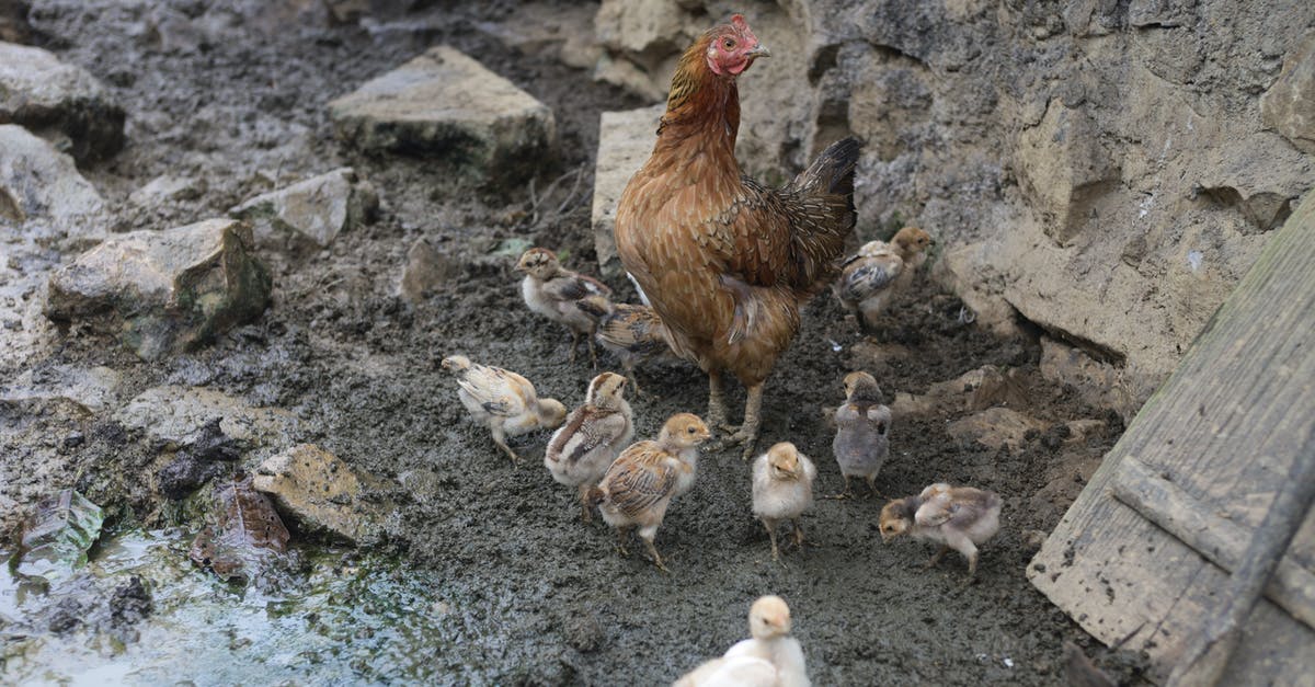 How Long To Brine Boneless Chicken - Brown Chicken on Gray Stone How Long To Brine Boneless Chicken - Brown Chicken on Gray Stone