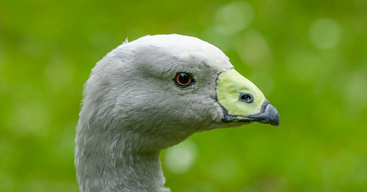 How long to keep duck eggs - Gray goose with pointed beak on bright green background How long to keep duck eggs - Gray goose with pointed beak on bright green background