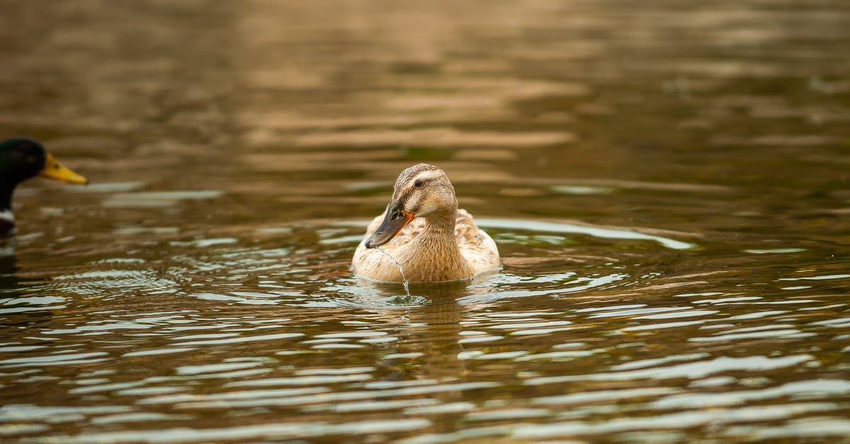 How long to keep duck eggs - From above of calm duck with long beak floating on lake water surface in daylight How long to keep duck eggs - From above of calm duck with long beak floating on lake water surface in daylight