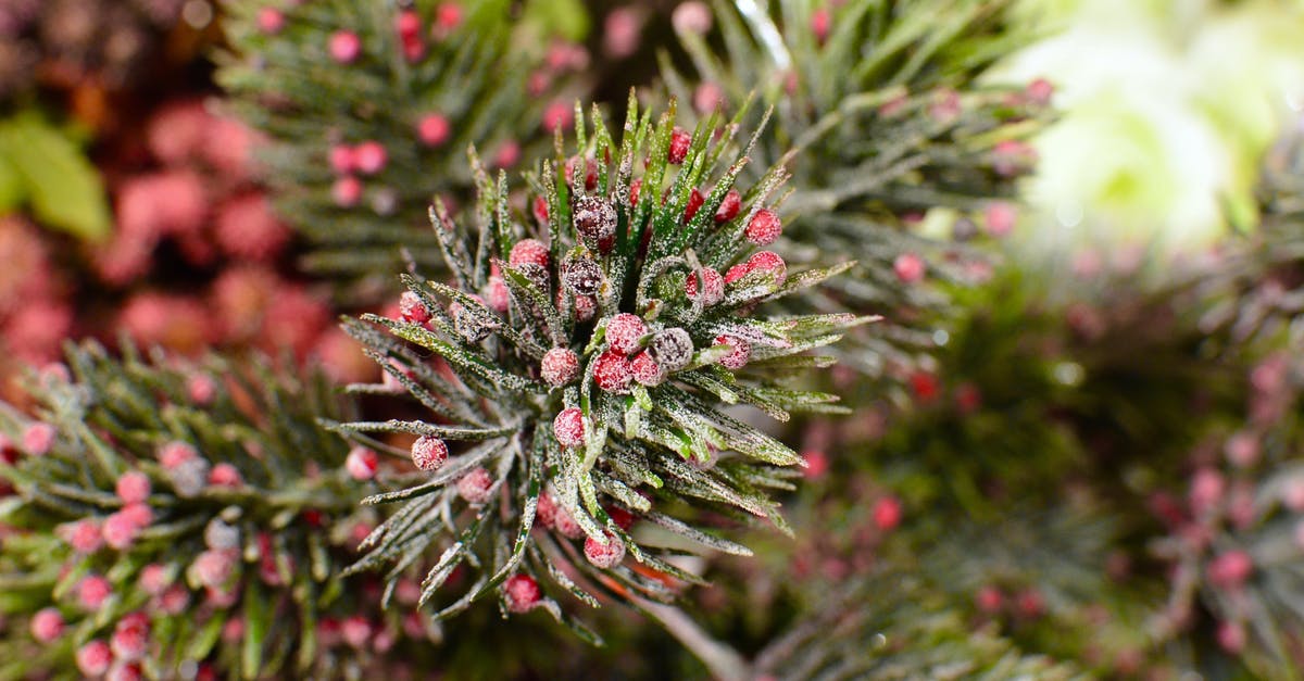 How long to slow-cook a small corned beef? - Textured background of coniferous tree branch with small red berries and long green needles