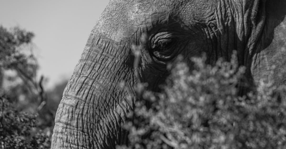 How long to sous vide a tough cut of steak? - Muzzle of powerful elephant among shrubs in daylight How long to sous vide a tough cut of steak? - Muzzle of powerful elephant among shrubs in daylight