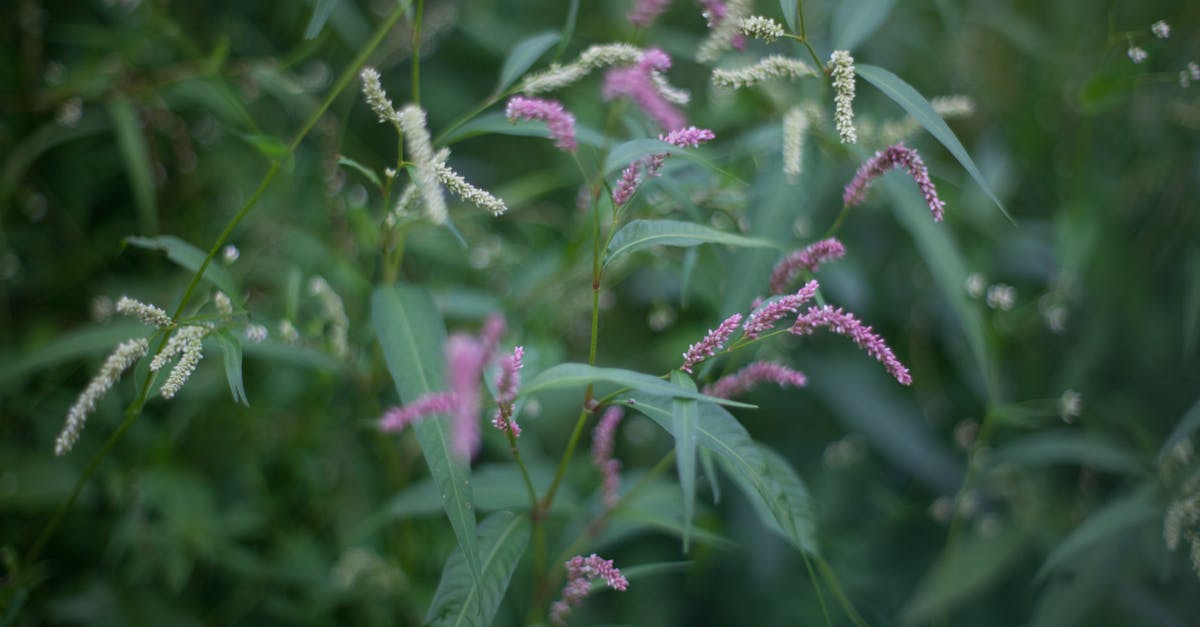 How long will a fresh herb paste last? - Scenic view of blossoming plant with pointed green leaves and small flowers growing in summer How long will a fresh herb paste last? - Scenic view of blossoming plant with pointed green leaves and small flowers growing in summer