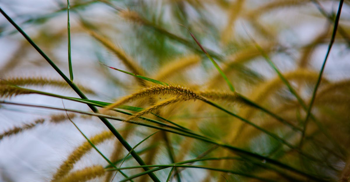 How long will a fresh herb paste last? - Yellow plant growing in meadow How long will a fresh herb paste last? - Yellow plant growing in meadow