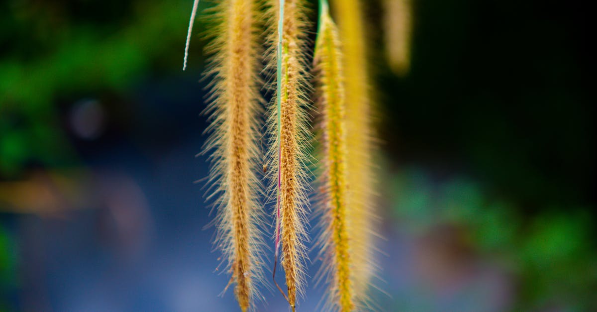 How long will a fresh herb paste last? - Closeup of long bright yellow plant on thin green stem growing in meadow on blurred background How long will a fresh herb paste last? - Closeup of long bright yellow plant on thin green stem growing in meadow on blurred background