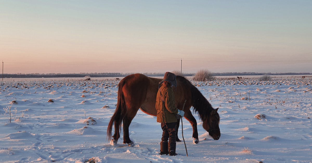 How long will a frozen lamb roast stay "good" ? [duplicate] - Unrecognizable Person Standing with Long Stick by Horse Leaking Snow in Field