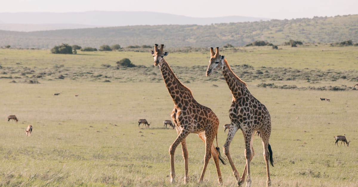How long will a sourdough starter last between feedings? - Giraffes with ornamental coat strolling on meadow against greenery mounts and antelopes grazing on summer day How long will a sourdough starter last between feedings? - Giraffes with ornamental coat strolling on meadow against greenery mounts and antelopes grazing on summer day