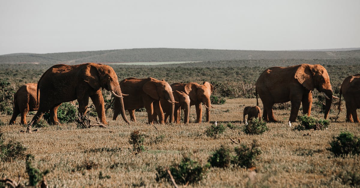 How long will a sourdough starter last between feedings? - Herd of big elephants with pointed tusks feeding on grass meadow against mountain in savanna How long will a sourdough starter last between feedings? - Herd of big elephants with pointed tusks feeding on grass meadow against mountain in savanna