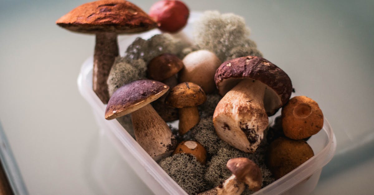 How many grams is "1 package" of stuffing mix? - Bunch of fresh various mushrooms in plastic container on table How many grams is "1 package" of stuffing mix? - Bunch of fresh various mushrooms in plastic container on table